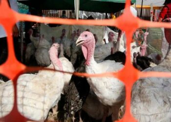 Se detectó un nuevo caso en Córdoba, en aves de traspatio