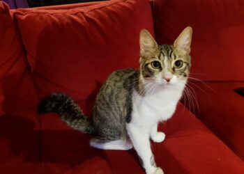 Diez consejos para cuidar la salud de tus felinos