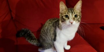 Diez consejos para cuidar la salud de tus felinos