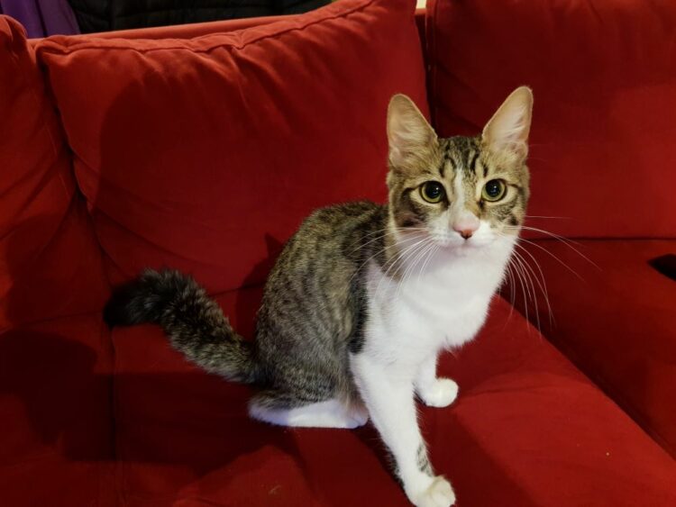 Diez consejos para cuidar la salud de tus felinos
