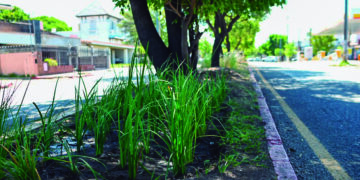 Nuevas especies en los canteros de dos avenidas