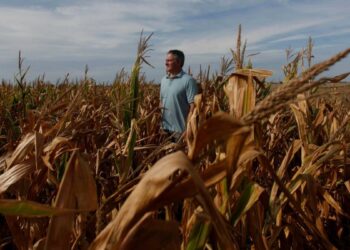 Anticipan que se profundizará la caída en la cosecha de soja