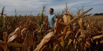 Anticipan que se profundizará la caída en la cosecha de soja