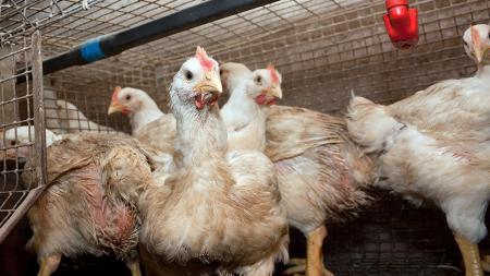 Advierten que la influenza aviar es una enfermedad que "llegó para quedarse"