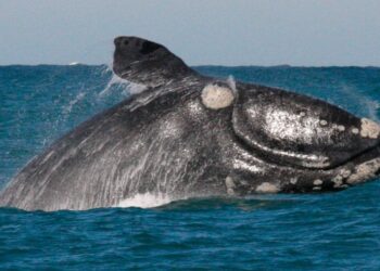 La ONU llegó al primer acuerdo para preservar los océanos