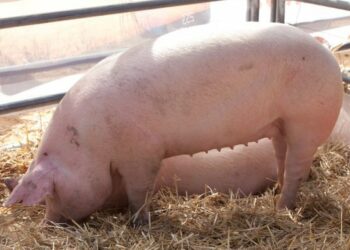 Sacrifican a más de 230 cerdos en Colonia Tirolesa tras un brote de triquinosis