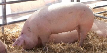 Sacrifican a más de 230 cerdos en Colonia Tirolesa tras un brote de triquinosis