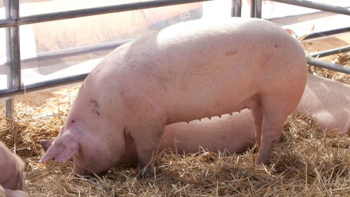 Sacrifican a más de 230 cerdos en Colonia Tirolesa tras un brote de triquinosis