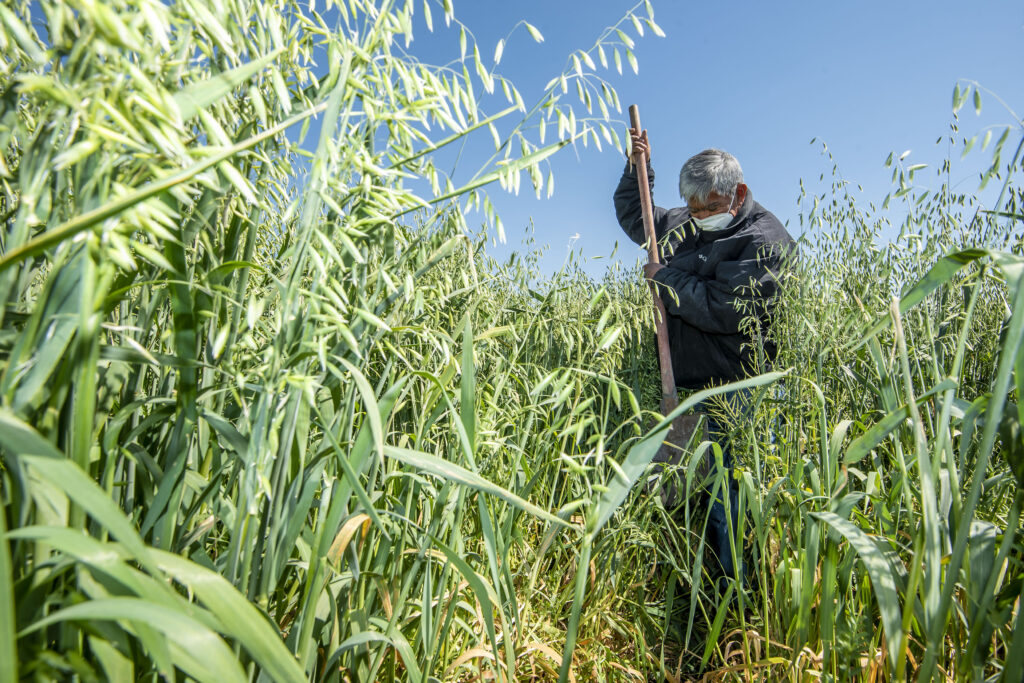 Cultivar avena puede absorber casi dos toneladas de Co2 por hectárea, según un estudio