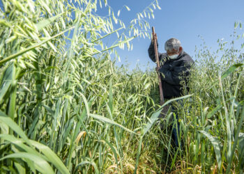 Cultivar avena puede absorber casi dos toneladas de Co2 por hectárea, según un estudio