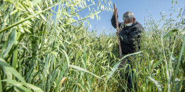 Cultivar avena puede absorber casi dos toneladas de Co2 por hectárea, según un estudio