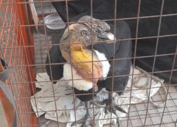 Rescatan a un ave en situación vulnerable sobre el camino de Las Altas Cumbres