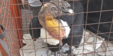 Rescatan a un ave en situación vulnerable sobre el camino de Las Altas Cumbres