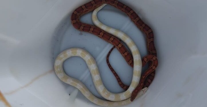 Hallan una gran cantidad de animales exóticos en un domicilio de Villa Adela