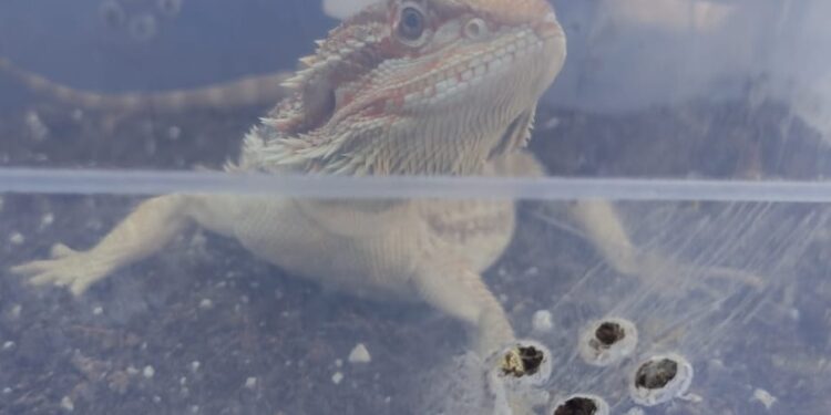 Hallan una gran cantidad de animales exóticos en un domicilio de Villa Adela