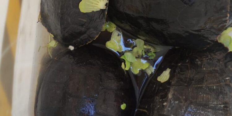 Hallan una gran cantidad de animales exóticos en un domicilio de Villa Adela