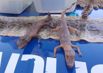 Hallan una gran cantidad de animales exóticos en un domicilio de Villa Adela