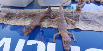 Hallan una gran cantidad de animales exóticos en un domicilio de Villa Adela