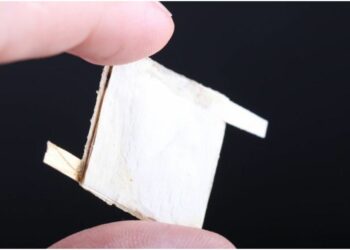 Crear chips biodegradables con el uso de hongos