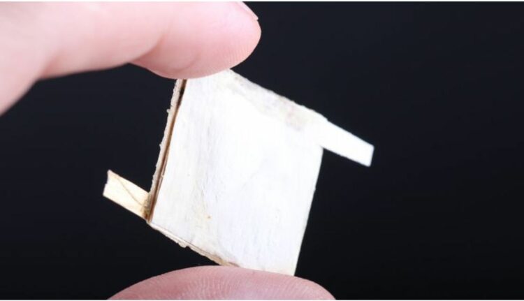 Crear chips biodegradables con el uso de hongos