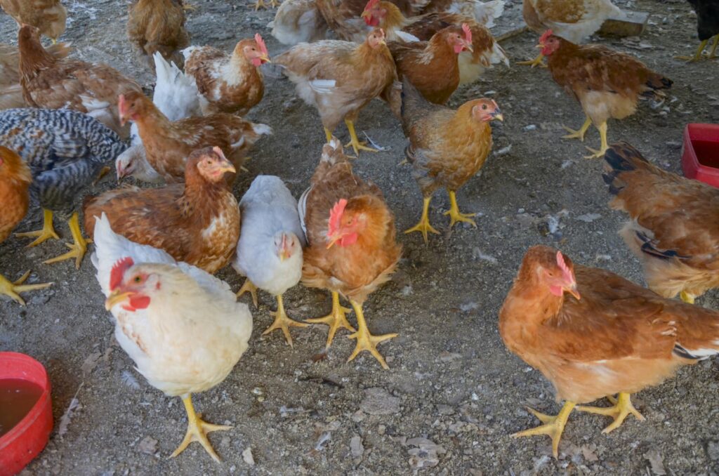 El Senasa informó un nuevo caso de influenza aviar en una granja comercial de la provincia