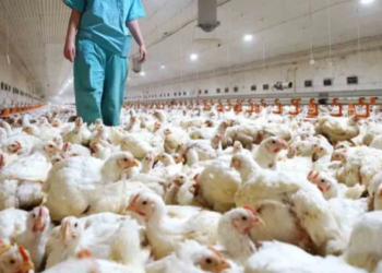 Argentina suspende las exportaciones de productos avícolas por un caso de gripe aviar