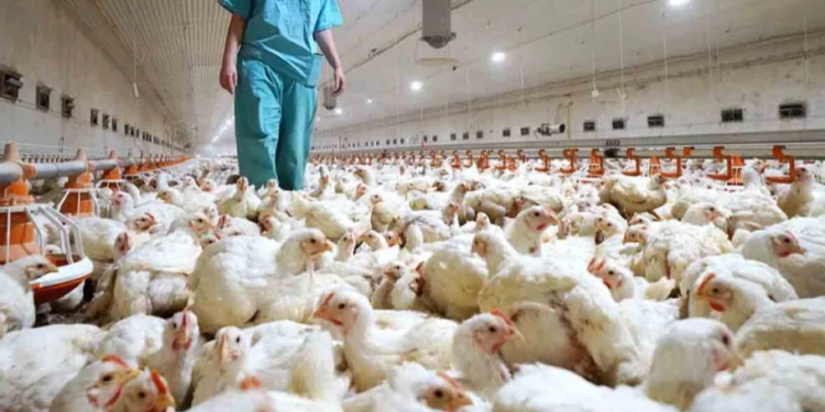 Senasa confirmó ocho nuevos casos de gripe aviar en la última semana