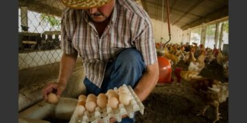 Argentina reanudará sus envíos de ovoproductos hacia Japón