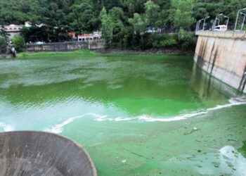 Un informe de la UNC y la Conae advierte sobre el gran impacto de las algas en el San Roque