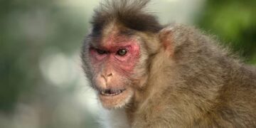 Fue al baño, un feroz grupo de monos la atacó salvajemente y murió