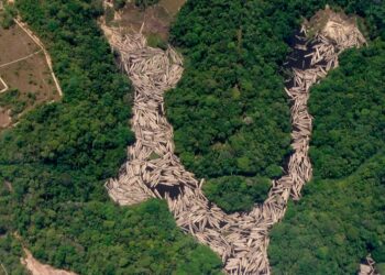 Las urgentes agendas ambientales de América Latina