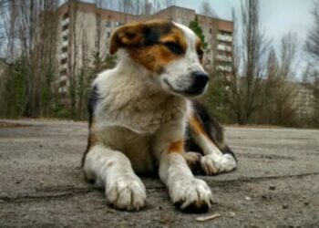 Por la exposición a la radiación, los perros en Chernobyl son genéticamente distintos
