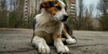 Por la exposición a la radiación, los perros en Chernobyl son genéticamente distintos