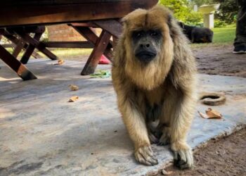 Trasladan al santuario de La Cumbre a dos monos que se encontraban en cautiverio