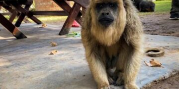 Trasladan al santuario de La Cumbre a dos monos que se encontraban en cautiverio