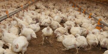 Murieron unas 240.000 gallinas en Río Negro y Mar del Plata por la gripe aviar