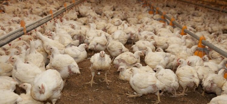 Murieron unas 240.000 gallinas en Río Negro y Mar del Plata por la gripe aviar