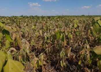 Alertan que por la sequía se perderán 48.500.000 de toneladas