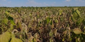 Alertan que por la sequía se perderán 48.500.000 de toneladas