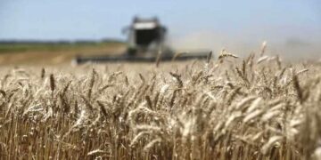 La producción de trigo cayó un 74% interanual