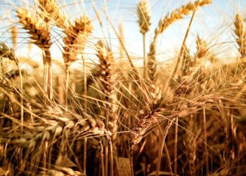 Finalmente, Brasil aprobó el trigo HB4 transgénico argentino que resiste a la sequía