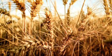 Finalmente, Brasil aprobó el trigo HB4 transgénico argentino que resiste a la sequía