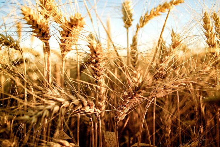 Finalmente, Brasil aprobó el trigo HB4 transgénico argentino que resiste a la sequía