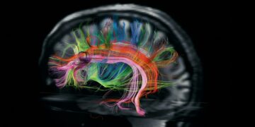 Descubren las alteraciones del neurodesarrollo que generan  depresión, ansiedad y estrés