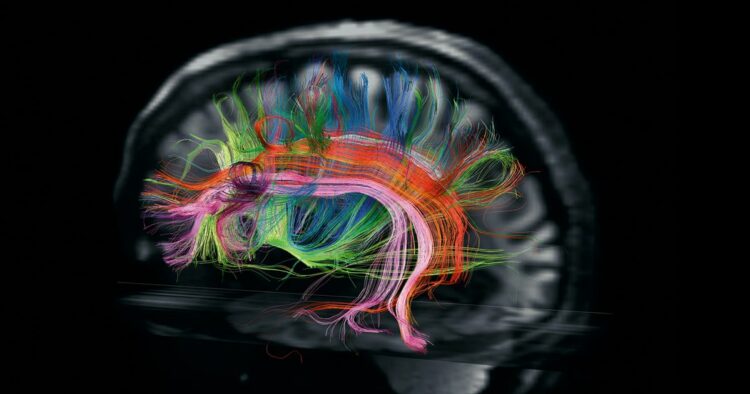 Descubren las alteraciones del neurodesarrollo que generan depresión, ansiedad y estrés