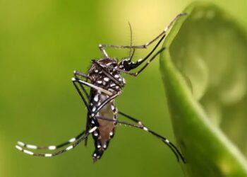 Identifican un nuevo tipo de dengue que nunca había sido visto antes en Argentina