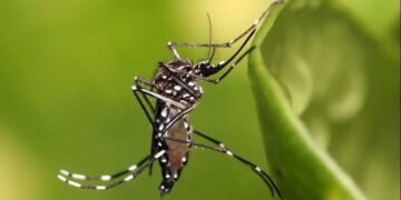 Identifican un nuevo tipo de dengue que nunca había sido visto antes en Argentina
