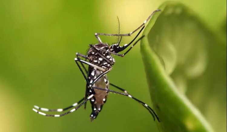 Identifican un nuevo tipo de dengue que nunca había sido visto antes en Argentina