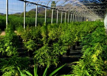 Destacan la mirada industrial de Argentina que posiciona al país a la «vanguardia»