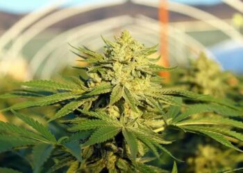 Aseguran que Argentina tiene un gran potencial para el crecimiento de la industria cannábica